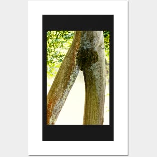 Tree Legs Posters and Art